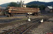 Der beladene Stammholzwagen in Moldovita findet anscheinend nicht nur das Interesse des Fotografen (August 1992)