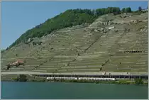 Ungewohnt farblos zeigte sich wetterbedingt das Lavaux Anfang Juni 2013. 
Zwei Flirts zwischen Cully und Rivaz am 6. Juni 2013