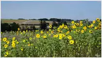 Vorbei an einem Sonnenblumenfeld nahe Schwarzenau, zieht die MLV Dampflok 92.2271 den Morgenzug zum Kr�uterfest in Richtung Schwarzenau. 
15.8.2013
