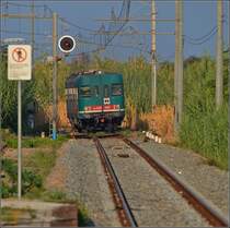<U>Capo Vaticano.</U>

Die Hauptlast auf der alten Strecke entlang des Meeres tragen trotz Elektifizierung die Dieseltriebwägen ALn 668. Obwohl es hier überall steil zum Meer hin abfällt, wuchert das haushohe Schilf fast überall, insbesondere entlang der Bahnlinie. Parghelia im August 2013.