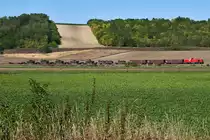 Am 06.09.2013 bef�rderte 2070.076 einen Nahg�terzug mit Panzern des �sterreichischen Bundesheeres von Mistelbach Lokalbahnhof nach Hohenau. Die Aufnahme enstand bei Prinzendorf an der Zaya.