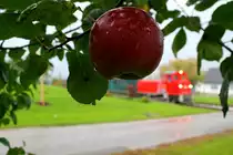 Ja ich gebs zu ,..... Das nennt man Ideenklau! Aber mir hat die Idee so gut gefallen das ich es auch mal versuchen musste ! Und nachdem der Apfel frisch gewaschen wurde durch den str�menden Regen musste ich wirklich reinbeissen :-) MK48.2019 wartet in der Halte und Ladestelle Herbersdorf auf die weiterfahrt mit Ihren G�sten. 10.Oktober 2013