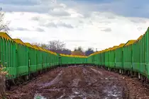 Bereits am Wochenende abgestellter Holzzug wird erst am Montag beladen, wobei die verdreckte Torgelower Ladestrasse f�r die LKWs des Verladers anscheinend kein Problem darstellt. - 09.11.2013