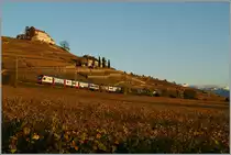 Herbst im Lavaux: Kurz bevor die Sonne hinter meinem R�cken untergeht, konnte ich diesen RABe 511 als RE 2730 auf dem Weg nach Gen�ve kurz vor Lutry fotografieren.
11.11.13
