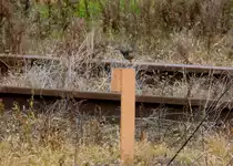 Rotschwänzchen startet neben der Anschlußbahn der Stadtwerke Nordhausen zum Flug 22.09.2013