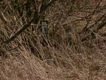 Durch das hohe Gras noch sichtbar eine alte Weiche mit allem inklusive sogar die Farbe ist noch dran. Man müsste hier nur den ganzen Rost entfernen und dann wäre die Weiche wohl wieder fit. Leider konnte ich nicht näher ran gehen da dort Dornensträucher und hohes Unkraut den Weg versperrten.
Feldwege nahe Lindenstraße am Gewerbegebiet Ost Grevenbroich am 08.03.2014