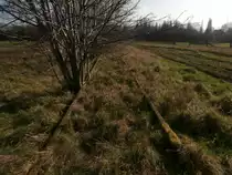 Das alte Gleis von Pfeifer & Langen von hinten kommend in Blick Richtung KBS 465
Anhand des Baumes kann man sich ja vorstellen wie lange hier schon nichts mehr fuhr.
Grevenbroich Feldwege Gewerbegebiet Ost am 08.03.2014
