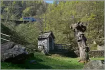 Der SSIF Treno Panoramico D 47 P ist, hinter zarten, frühlingsgrünen Blättern versteckt, bei der Mulino di Rio Graglia unterwegs. 
14. April 2014