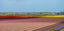 In die Blumenfelder von Hillegom (NL) VIRM 9514 doppelstock. 13/04/2014