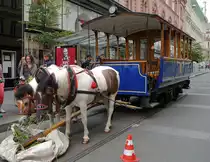 Auch Tramwaypferde haben Hunger! - Fütterung der Pferde des Wagen Nr.6 am nam. Svobody. (21.06.2014)