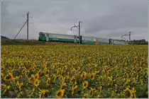 Der BAM Regionalzug N° 112 von Morges nach Bière erreicht in Kürze Yens.
3. Juli 2014