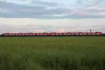 Eine 423-Doppeleinheit Richtung Ebersberg wurde am Abend des 31.05.14 bei Zorneding im Bild festgehalten. Der Raps ist verblüht, dafür blühen ein paar Moonpflanzen.