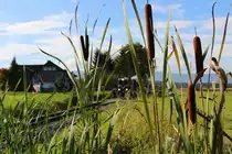 Rohrkolben sind in unseren Regionen doch eher seltener anzutreffen. Ebenso die Reihe L45H die seit 2 Jahren in Österreich als erste Ihrer Art in Stainz eine Heimat fand. Am gestrigen 10 Oktober ging es wieder auf Probefahrt. 