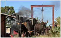 Die Wiese schmeckt den Rindviechern besser als der enge Güterwagen. (04.12.2014)