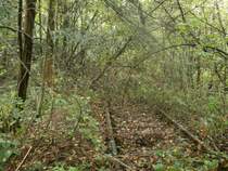 Ab in die tieftste Wildnis führt hier ein altes Gleis in Essen Eiberg. 

Essen Eiberg 21.09.2014