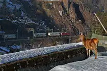 Die Königin der Wälder am Gotthard beäugt sehr interessiert den Fruchtexpress der durch ihr Revier fährt,ob da wohl noch ein paar Aepfel für diese Hirschkuh aus dem Zug rauskullern....;O
Unbekannt gebliebene Re 4/4 II mit dem Fruchtexpress in Gurtnellen.Bild vom 19.2.2015