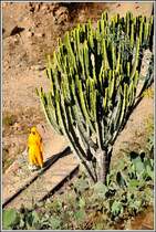 Das Bahntrasse entlang der steilen Berghänge bei Shegerini wird nehr durch Fussgänger als durch Züge frequentiert. (10.12.2014)