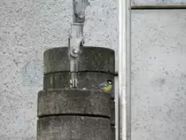 Ob die paar Gramm die Oberleitung straffer spannen? Eine kleine Kohlmeise sitzt auf Betongewichten an einen Mast in Ratingen Lintdorf.

Ratingen Lintdorf 08.03.2015