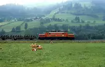 Eine 1020 im Ennstal wie hier im September 1986 bei Schladming war schon etwas besonderes. Die Rindviecher im Vordergrund erweisen sich ihres Namens als w�rdig und schenken diesem seltenen Ereignis keine Beachtung.