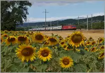 Während sich Bienchen genüsslich am Sonnenblumen-Necktar laben, rauscht nicht weit davon entfernt eine SBB Re 460 mit dem IC 717 von Genève-Aéroport nach St.Gallen vorbei.
8. Juli 2015