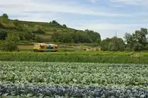  Blaukraut bleibt Blaukraut und Brautkleid bleibt Brautkleid  heißt es in einem bekannten Zungenbrecher. Eben jenes Kraut wächst und gedeiht auf den Feldern bei Eichstetten, während im Hintergrund der ehemalige ODEG-Triebwagen VT 650.79 (nun SWEG) vorbeirauscht. So gesehen am 31.07.2015. 