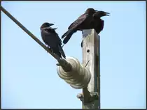 Verzälsche auf dem Oberleitungsmast! Was die Krähen wohl zu beschnattern haben?
Auf jeden Fall ein Schnappschuß wert,so gesehen an der Kbs 485 bei Rimburg am 16.Juli 2015.