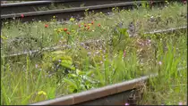 Die Natur erwacht am  Ausweichgleis bei Ratingen - Lintorf. Die Farben der Blumen lassen auf einen warmen Frühling hoffen. Szenario vom 11.Mai 2014.