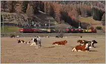 Ge 6/6 II 703  St.Moritz  zwischen Bever und Samedan.(16.11.2015)