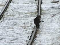 Die Bahn muss sparen wo sie kann! Nun werden auch schon Katzen dazu abgerichtet die Strecken der Bahn, auf Unregelm��igkeiten hin, zu kontrollieren. Die ersten Versuche liefen in Stralsund schon zur vollsten Zufriedenheit ab. Leider hat sich die Berufsbekleidungsindustrie noch nicht auf die Produktion von Warnwesten f�r die neuen Mitarbeiter eingestellt. 