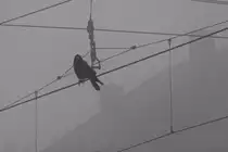 Ich behalte dich im Auge... Im nebligen Bahnhof Plattling 19.12.2015