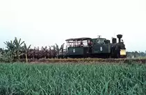 Nr. 8  Sindanglaut  04.08.04