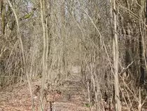 Teile der alten Trasse werden wohl gerne als Trampelpfad genutzt. Hier führte einst die ehemalige Bergheimer Kreisbahn entlang. Der stillgelegte Teil der Strecke führte von Horrem nach Mödrath und wurde am 1. Oktober 1978 stillgelegt und vollständig abgebaut.

Horrem 26.03.2016