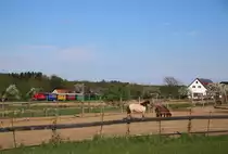 Pferdtastisches Wetter bot sich am 19.04.2016 . 