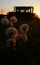 Und weil´s gar so schön war gleich nochmal . Pusteblumen in Schwanberg. 7.Mai 2016
