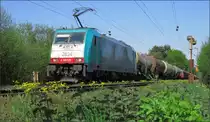 Ein schöner Blumenteppich in Gelbtönen verwandelt derzeit die Gleise der Montzenroute in eine kleine Naturoase. Gerade zieht die belgische 2834 ihre Güterfracht die Gemmenicher Rampe hinauf zum Tunnel. Szenario vom 08.Mai 2016 am Friedrichweg unweit von Aachen.