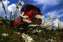 Wechselhaft hat der Juni bei uns in der Weststeiermark begonnen. Am Samstag dem 4.06 war der Wetteronkel den Arbeitern auf der Stainzer Lokalbahn aber gut gesinnt . Am Programm standen das reinigen der Spurrinnen an allen Bahnübergängen sowie das versetzten 2er Verkehrszeichen. Ganz nebenbei hab ich mich mal zwischen die Margeriten verlaufen ,.... 
 