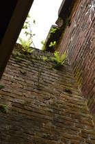 Zwischen zwei Brücken wächst neben Fahrn auch anderes Grünzeug.
Links neben dem  Lichtschacht  der Bahnbrücken führt die Strecke zwischen Kaldenkirchen und Venlo und rechts die gemauerte Brücke trug den Eselsrücken des ehemaligen Grenzbahnhofs Kaldenkirchen. 16.7.2016