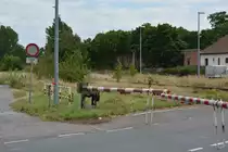In Haldensleben liegt noch viel Reichsbahn Flair in der Luft. Hier findet man noch viele alte Schranken. Die Formsignale werden noch mechanisch gestellt und die Schranken noch gekurbelt. In Haldensleben tickt die Zeit der Eisenbahn noch anders. Einzig die 642er zeigen hier das nicht mehr die Reichsbahn hier fährt.

Haldensleben 18.07.2016