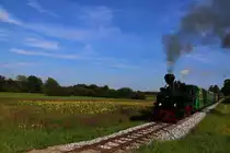 Langsam neigen die wunderbaren Sonnenrosen Ihre Häupter. 764.411 an diesem wunderbaren 3.August 2016 bei Neudorf im Stainztal.