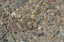 Auch dieser Federring im Boden deutet darauf das hier einmal Gleise lagen. Neben einer Hakenschraube und den Schotter ist der Federring fast der einzige Hinweis auf die Gleise.

Altes Lager Niedergörsdorf 20.07.2016