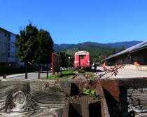 19 Jahre hat dieser Stumpfgleisabschluss nur die beiden Stossvorrichtungen des ehemaligen Postwagens und dann Signalmeistereiwagens der Graz Köflacher Eisenbahn gesehen. Genügend Zeit für das Nette Blümchen im Schatten zu gedeihen. 26.08.2016