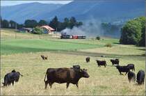 Kleine Szene am Rande. Der Zug von La Traction mit G 2/3 + 3/3 E 206 und G 2x2/2 E 164 nähert sich von Weitem einer Kuhherde. Orange, August 2016.
