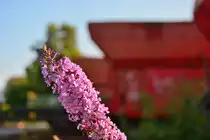 Impression bei Rheincargo in Brühl Vochem.

Brühl Vochem 10.09.2016