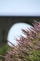 Längere Wartezeiten sind an Nebenstrecken unvermeidbar, wenn man den ein oder anderen Zug fotografieren will. Aber so entstehen auch solche Bilder: Das mächtige Viadukt von Chamborigaud wird hier in den Hintergrund gestellt und die Natur rückt in den Vordergrund.
Chamborigaud, 20. Juli 2016