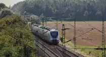 Durch den Wald aus Masten und Bäumen fahren zwei blau-weiße Hamsterbacken - hinten zu sehen 442 356 - von National Express als RE 7 (Krefeld - Rheine) Köln-Weiler entgegen.
Köln Worringen, 23. August 2016