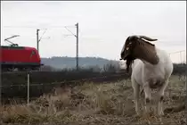 . Da wurde ich uninteressant -

Eine ganze Weile hat die Ziege mich da angestarrt, aber als der Zug kam, hat sie den Kopf dann weg gedreht.

Bei Weinstadt-Endersbach an der Remsbahn. 01.12.2016 (M)