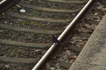 Schienenbesetzer in Hattingen Ruhr,
eine Schwarzdrossel/Amsel/Meerlinger auf rheinisch sitz 
am Samstag den 28.1.2017 auf dem Gleis im Bahnhof und guckt wo 
die Katze geblieben ist, die vorher auf leisen Sohlen gen Hattingen Mitte 
auf dem Schienenstrang maschierte. Also geh leise nach Hattingen.