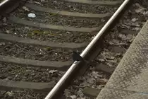 Schienenbesetzer in Hattingen Ruhr,
eine Schwarzdrossel/Amsel/Meerlinger auf rheinisch sitz 
am Samstag den 28.1.2017 auf dem Gleis im Bahnhof und guckt wo 
die Katze geblieben ist, die vorher auf leisen Sohlen gen Hattingen Mitte 
auf dem Schienenstrang maschierte. Also geh leise nach Hattingen.