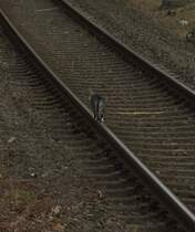 Catwalk in Hattingen Ruhr.
Die Mietze bevorzugt den Schienenkopf für ein schnelleres Vorankommen.
Man gut nur das die nächste S3 nach Hattingen Mitte noch etwas braucht bis sie 
dort entlang fährt. 28.1.2017