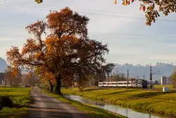 421 383 und 371 mit dem EuroCity EC 191 nach Lindau hinter Lustenau.